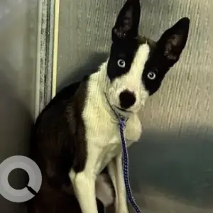 A Black and White Husky Mix Dog Found from Newton St, Roxbury