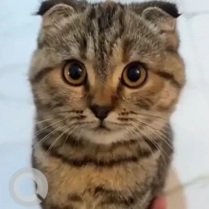 A Black and Brown Scottish Fold Cat Missing from Al muteena, 3b street.