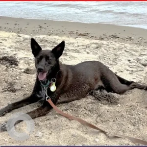 A Brown Cattle Dog/Hound X Dog Missing from Lincoln Woods Park