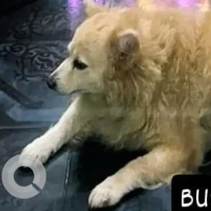 A White-Brown Mix Pomeranian Dog Missing from Khobra Waddo, Calangute