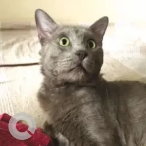 A Black Nebelung Cat Missing from Lakkadpur