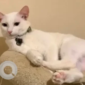 A White Indie Cat Missing from Quinta del Mariano