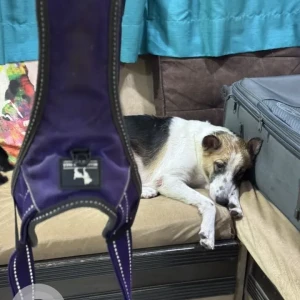 A White-Brown Mix Indie Dog Found from Andheri West, Mumbai-2