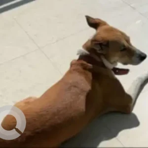 A White-Brown Mix Indie Dog Missing from Vrindavan Colony, Lucknow-3