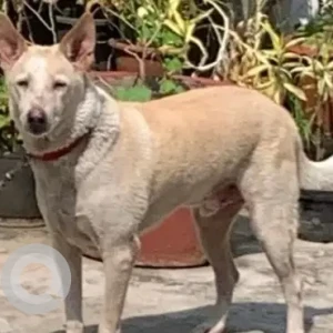 A White-Brown Mix Indie Dog Missing from 26 Adyar club gate road