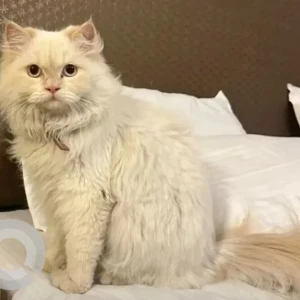 A White Persian Cat Missing from Lower Model village