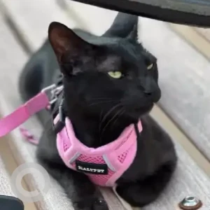 A Black Bombay Cat Missing from NGEF layout, Nagarbhavi-3