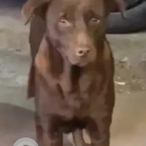 A Brown Indie Dog Found from Lp block Pitampura