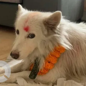 A White Mix Dog Missing from Biratnagar, Bargachi.