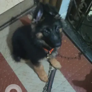 A Black and Brown German Shepherd Dog Missing from Aradi parra