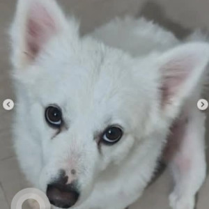 A White Pomeranian Dog Missing from Koppa, Bengaluru-2
