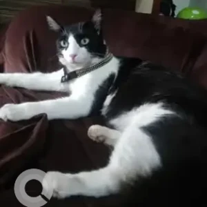 A Black and White Indie Cat Missing from Palavayal, St.John