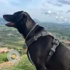 A Black Indie Dog Missing from Sri Balaji Krupa Layout, RK Hegde Nagar