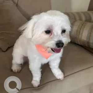 A White Shih Tzu Dog Missing from 10 12 St, Al Mamzar