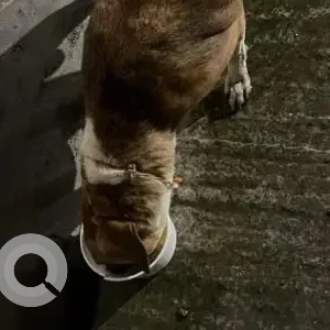 A White-Brown Mix Indie Dog Found from Anna main road near IDBI bank, Kolapakkam-4