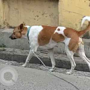 A White-Brown Mix Indie Dog Found from Majherhati Roypara