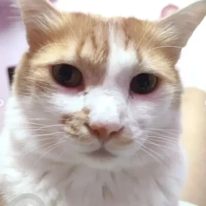 A Orange Ginger cat Cat Missing from HSR sector 2, Garden Layout, 1st cross