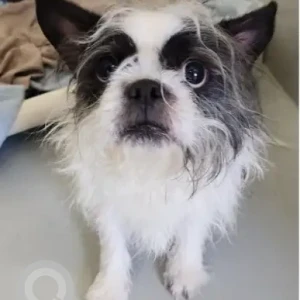 A Black and White Shih Tzu Mix Dog Found from Stoney Brook T Station Jamaica Plain