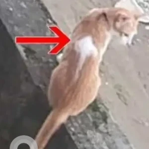 A White-Brown Mix Indie Cat Missing from Helipad Road & Veterinary Naharlagun-2