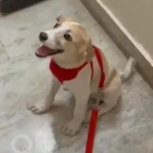 A White-Brown Mix Indie Dog Missing from Patel Nagar, New Delhi-3