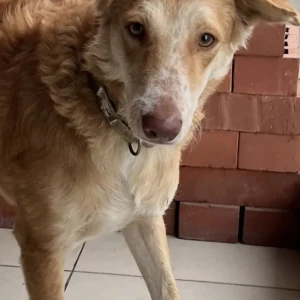 A White-Brown Mix Indie Dog Missing from SKYi Manaslake circle Bhugaon Paud road Pune-3