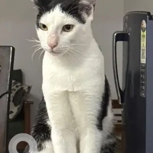 A Black and White Calico Cat Missing from Maidan Garhi Extention, Chattarpur-2