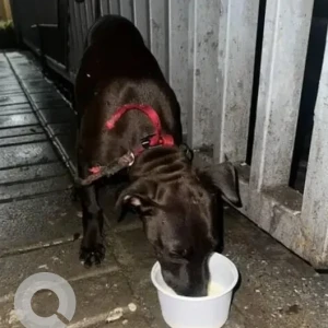 A Black Indie Dog Found from Bengaluru