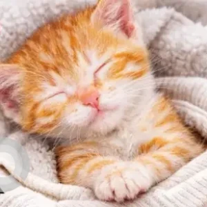 Male Indie Cat Adoption for Adoption in Delhi