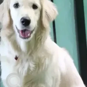 A White Golden Retriever Dog Missing from Bengaluru-2