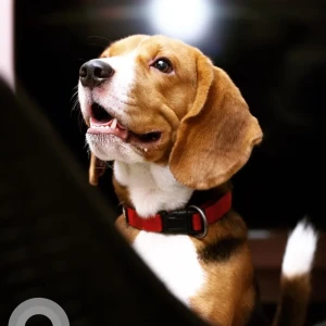 A White-Brown Mix Beagle Dog Missing from Purasawakkam