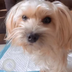 A Light Brown Yorkshire Dog Missing from Al Furjan West