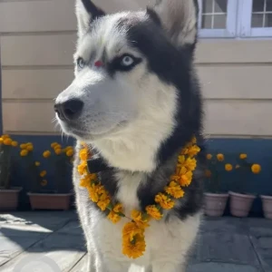 A Black and White Husky Dog Missing from Pasikot, budhanilkantha