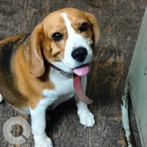 A White-Brown Mix Beagle Dog Missing from Mysuru