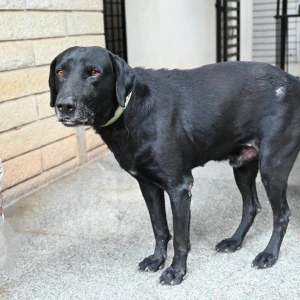 A Black Labrador Dog Found from Telecom layout, Jakkur post-2