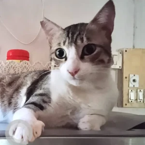 A White-Brown Mix Indie Cat Missing from Hamara Ghar CHS