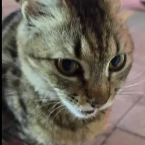 A Dusky Domestic Shorthair Cat Found from Geant hyper market Motor City