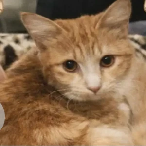 A Golden Domestic Shorthair Cat Found from Mankhool