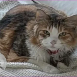 A White-Brown Mix Domestic Longhair Cat Missing from Arabian Ranches 3