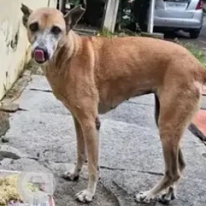 A White-Brown Mix Indie Dog Missing from JP Nagar 8th Cross, 3rd Phase