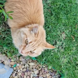 A Golden Domestic Longhair Cat Missing from Damac Hills 2-2