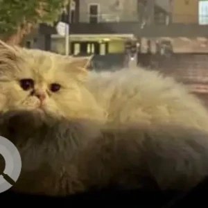 A White Persian Cat Missing from Bahria Phase 3-2