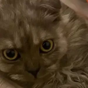 A Black Persian Cat Missing from Al Maireed, Ras Al Khaimah