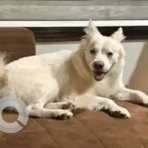 A White Pomeranian Dog Missing from Panchkula