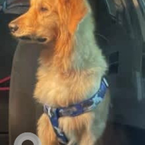 A Brown Golden Retriever Dog Found from Timmasandra-4