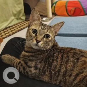 A Black and Brown Tabby Cat Missing from Bengaluru-3