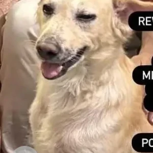 A Golden Indie Dog Missing from Yamuna Vihar, Maujpur