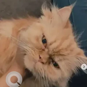 A Light Brown Persian mix Cat Missing from Kaggedaspura, Svr Building-2