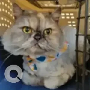 A White British Longhair Cat Cat Missing from Trinity Meadows, Bellandur