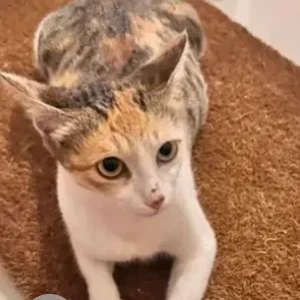 A White Indie Cat Missing from Electronic City phase 2, Ananth nagar, Hilalige road