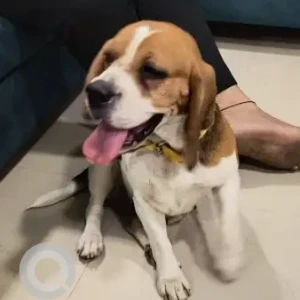 A White-Brown Mix Beagle Dog Found from Panvel ST Stand-3